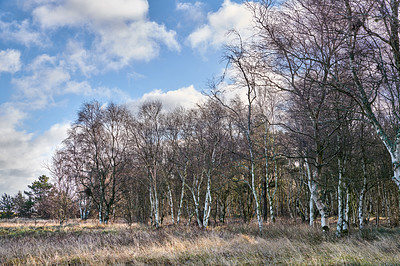 Buy stock photo The forest in late winter - early spring