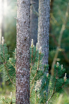 Buy stock photo Tree bark texture and lush green scrubs growing in a remote location in nature. Closeup trunk of a pine tree growing in the forest on a summer day in Denmark. Peaceful natural landscape in the wild