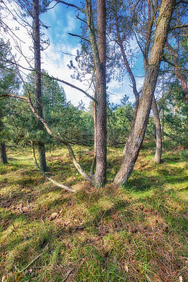 Buy stock photo Tall pine trees growing in a wild forest during summer. Landscape of green vegetation with bushes and shrubs outside in nature, in a secluded and uncultivated environment on a beautiful sunny day