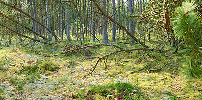 Buy stock photo Deforestation of fir, cedar or pine trees in quiet woods in Germany. Scenic view of a remote, lush green coniferous forest. Environmental nature conservation and cultivation of resin from wild area