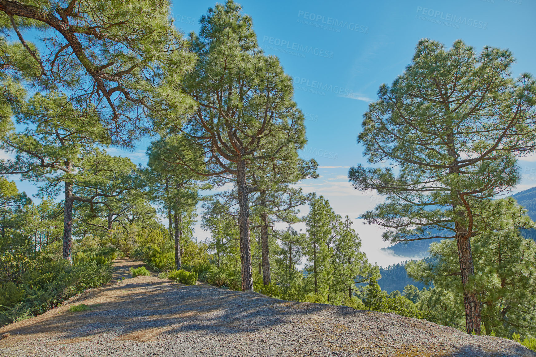 Buy stock photo Landscape view of pine, fir or cedar trees growing on a quiet hiking trail in mountain woods of La Palma, Spain. Lush green leaves in a wild, remote coniferous forest and environmental nature reserve