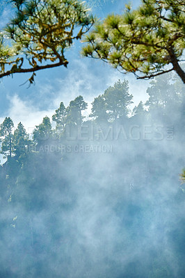 Buy stock photo Quiet lonely forest on a fresh misty morning, tall trees growing in the mountains of La Palma, Canary Islands, Spain. Tranquil, peaceful nature in harmony with zen, soothing ambience and fresh fog