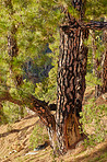 Pine forest in the mountaions of  La Palma