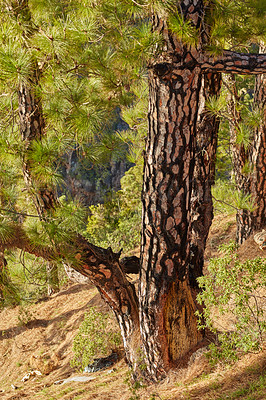 Buy stock photo Landscape view of wild fir, cedar or pine trees growing in La Palma, Canary Islands, Spain. Green environmental nature conservation, coniferous forest in remote tourism destination for resin export