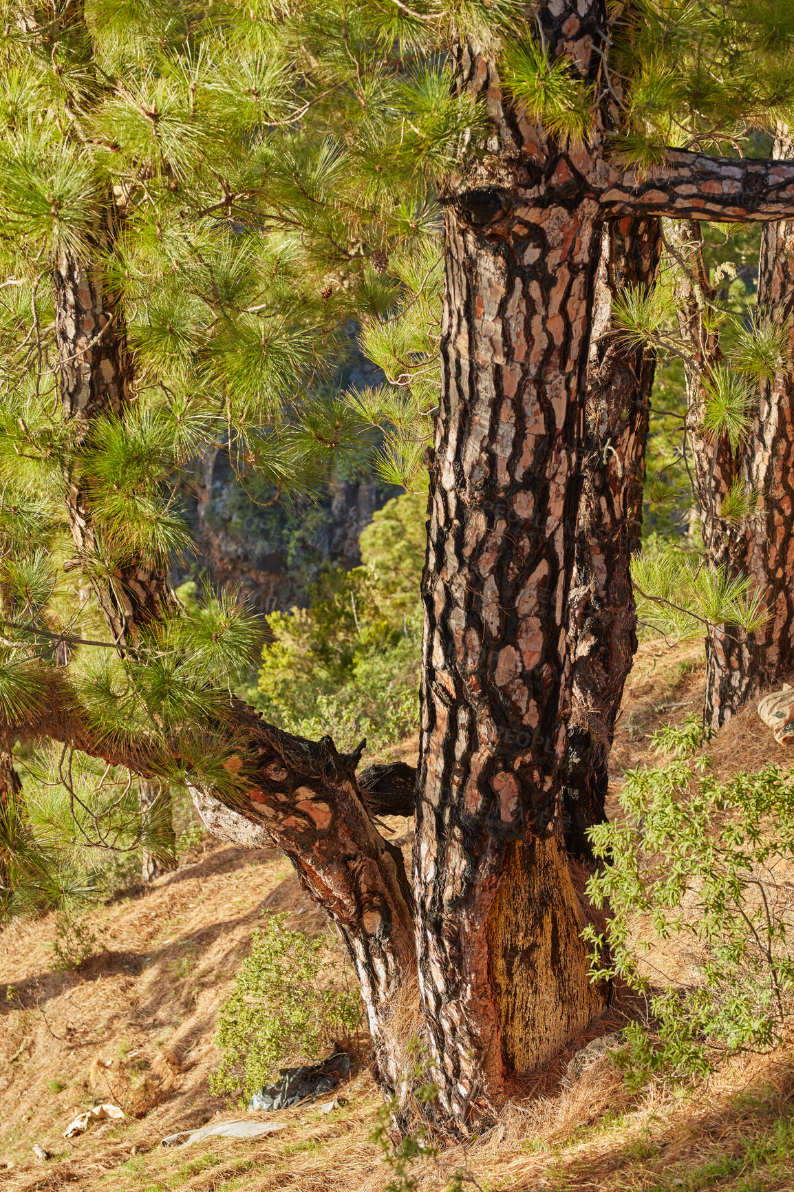 Buy stock photo Landscape view of wild fir, cedar or pine trees growing in La Palma, Canary Islands, Spain. Green environmental nature conservation, coniferous forest in remote tourism destination for resin export