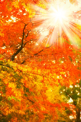 Buy stock photo Closeup view of autumn orange beech tree leaves with a sun lens flare in a remote forest or countryside in Sweden. Woods with dry, texture foliage in a serene, secluded meadow or nature environment