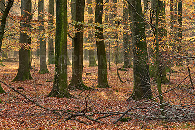 Buy stock photo Autumn, trees and forest with natural growth in season fall for leaves, agro environment or ecology in nature. Empty, branches and abscission in woods, wilderness or jungle of eco transformation