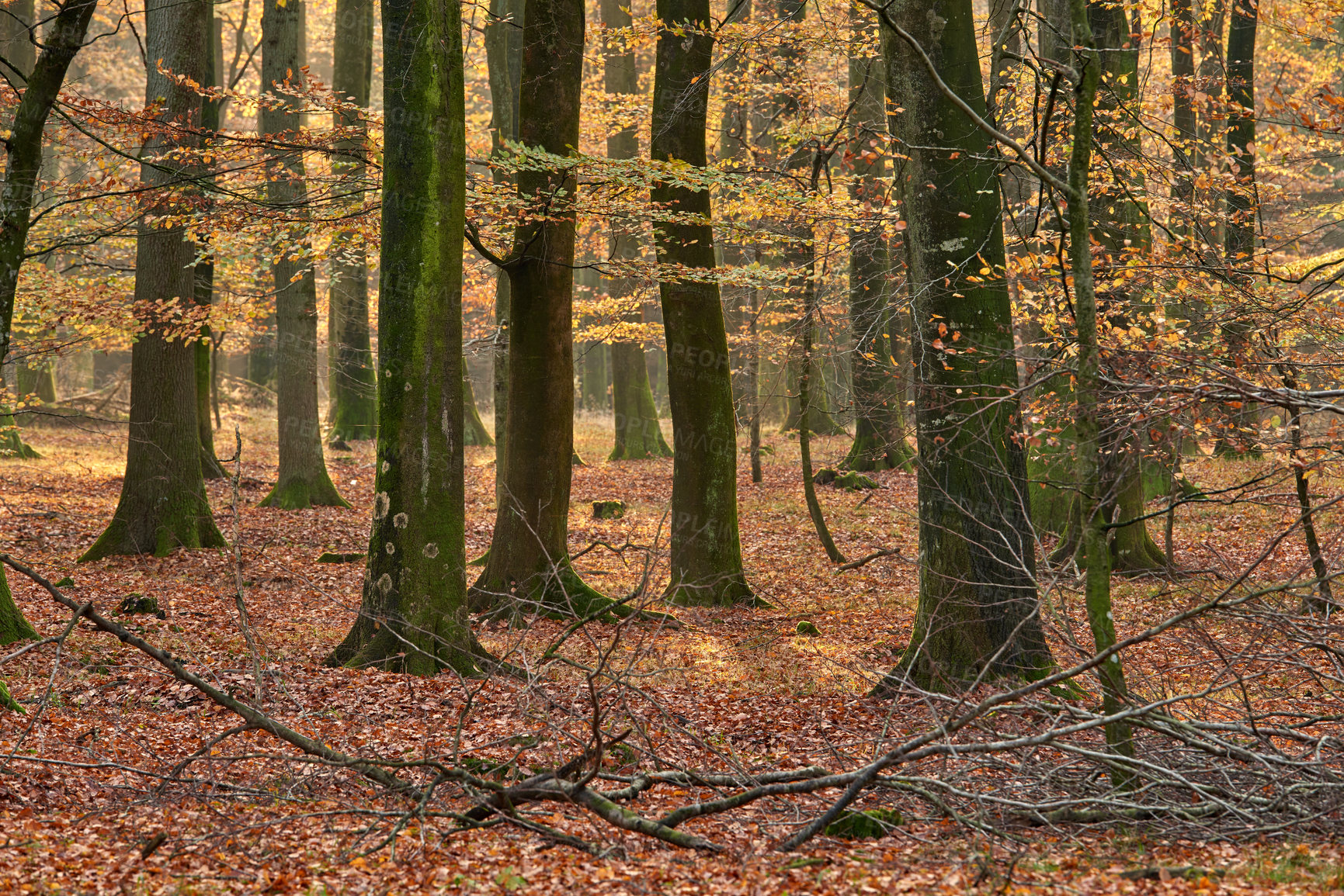 Buy stock photo Autumn - natural background