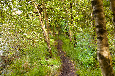 Buy stock photo Nature, trees and pathway in forest for environment, adventure and journey. Europe, travel and ecology with route in woods for morning, scenery and bush landscape for outdoor growth in countryside