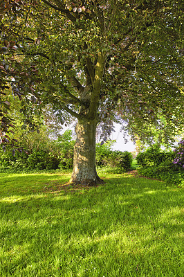 Buy stock photo A photo of green and lush forest in springtime