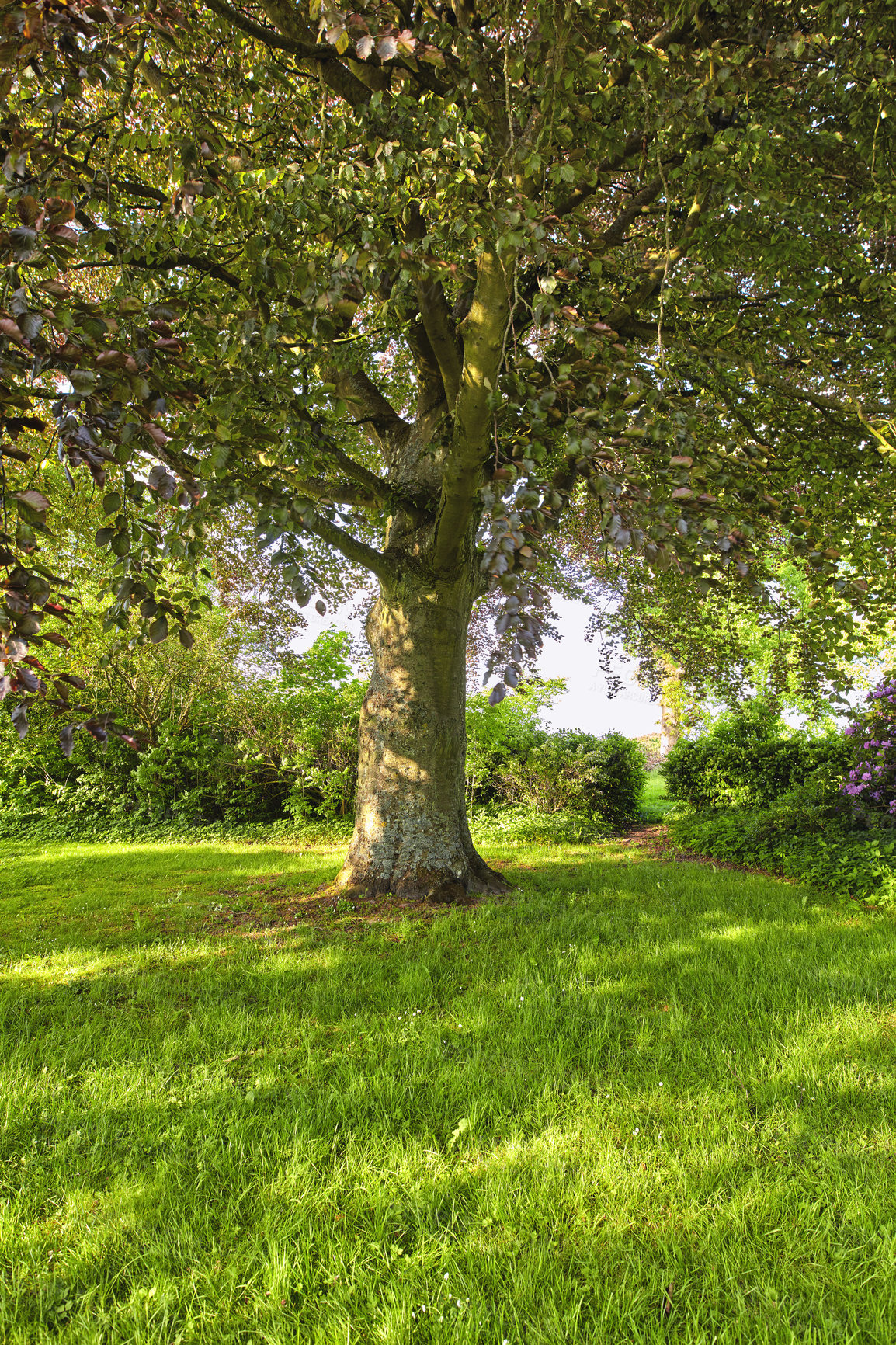 Buy stock photo A photo of green and lush forest in springtime