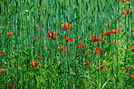 Wheat fields with poppies in early summer