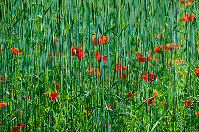 Buy stock photo A  photo of the countryside in early summer