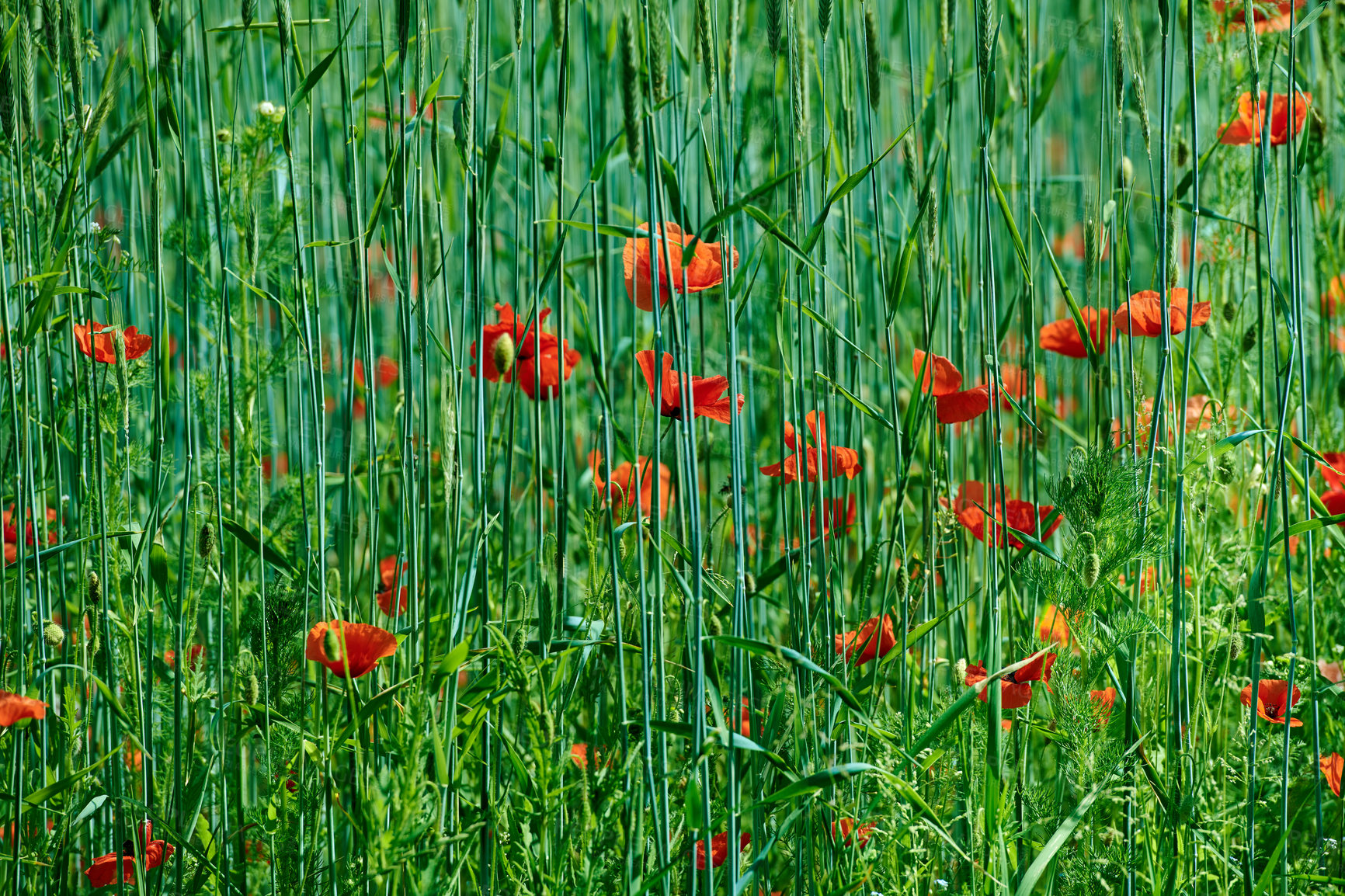 Buy stock photo A  photo of the countryside in early summer