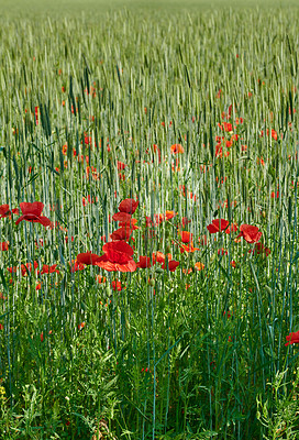 Buy stock photo A  photo of the countryside in early summer