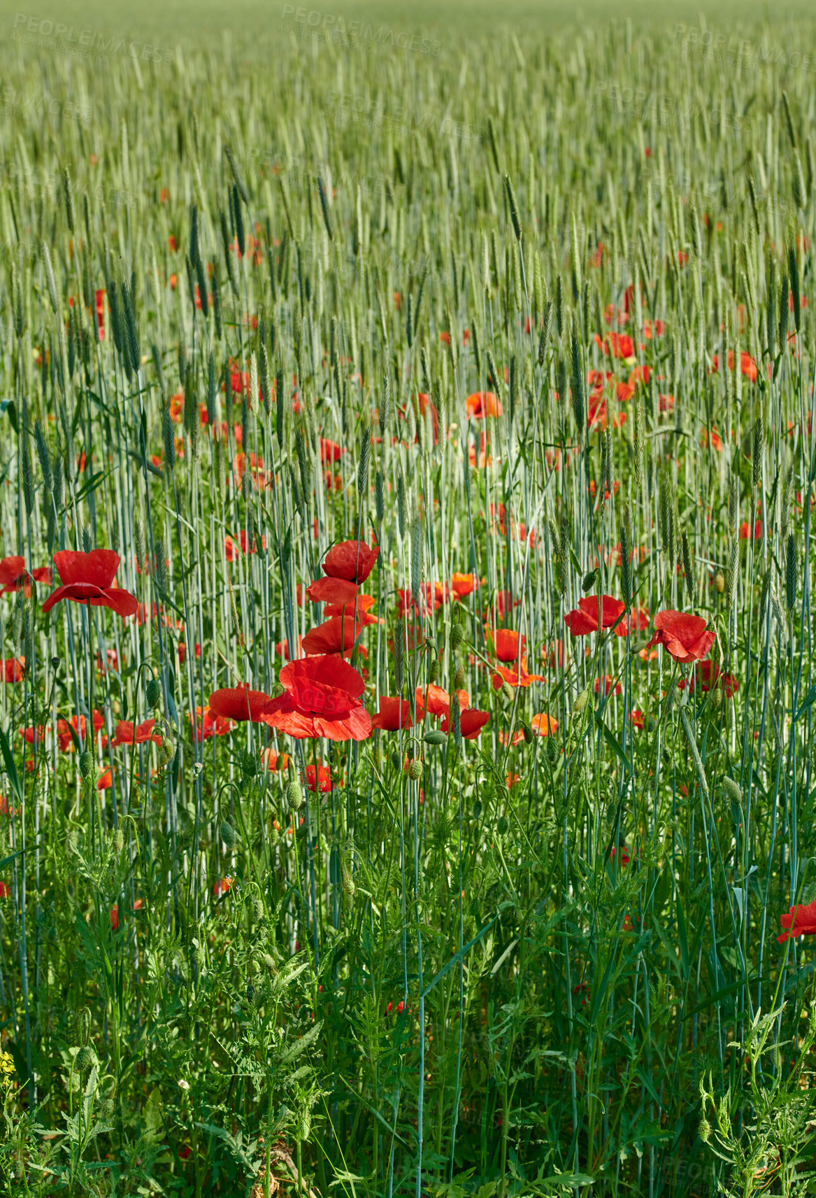 Buy stock photo A  photo of the countryside in early summer