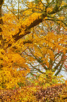 Autumn trees