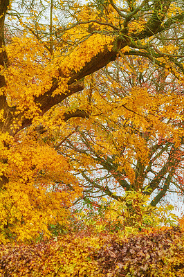 Buy stock photo The forest in autumn