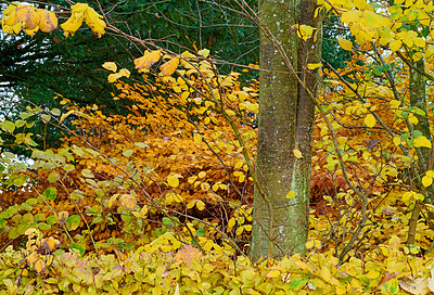 Buy stock photo A photo of a vibrant country field in early autumn