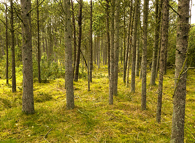 Buy stock photo Beautiful lush green forest with rows of tall pine trees growing in harmony with nature with copy space. Tranquil summer morning with a view of a quiet and zen jungle in soothing fresh and clean air 