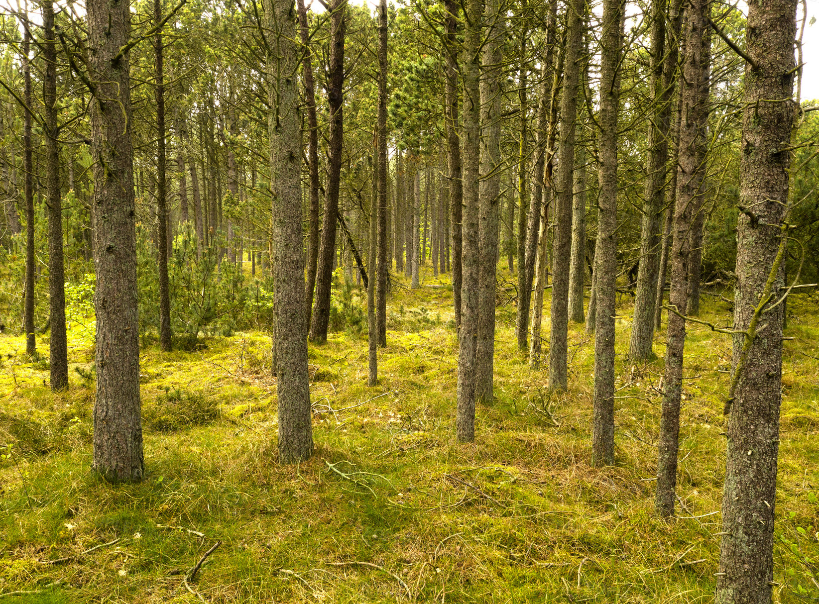 Buy stock photo Beautiful lush green forest with rows of tall pine trees growing in harmony with nature with copy space. Tranquil summer morning with a view of a quiet and zen jungle in soothing fresh and clean air 