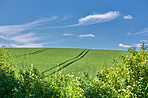 Green fields and blue sky in spring