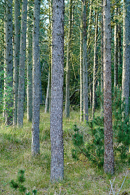 Buy stock photo Trunks of pine trees in remote empty forest in the mountain in nature. Secluded woodland filled with big trees for adventure and backpacking on getaway vacation. Deserted tourism attraction in woods