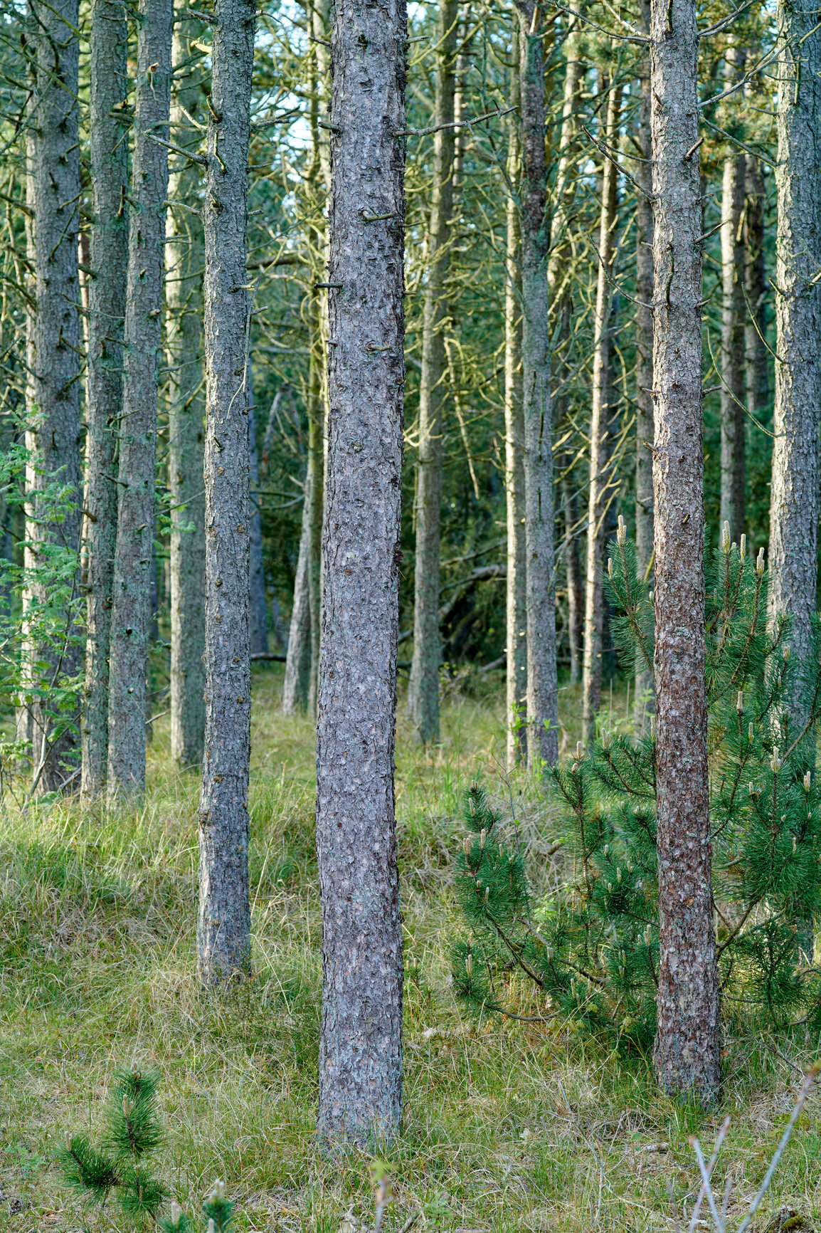 Buy stock photo Trunks of pine trees in remote empty forest in the mountain in nature. Secluded woodland filled with big trees for adventure and backpacking on getaway vacation. Deserted tourism attraction in woods