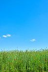 Green fields and blue sky in spring