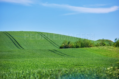 Buy stock photo Agriculture, field and nature on hill, crops and clouds in sky for food production with organic grain. Landscape, plants and sustainability with growth, countryside and outdoor for farming in Denmark