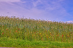 Poppies in a grain field
