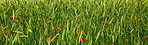 Poppies in a grain field