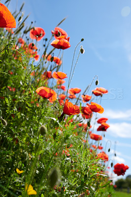 Buy stock photo A  photo of poppies in the countryside in early summer - Denmark