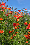 Poppies in a grain field