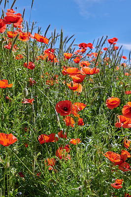 Buy stock photo Poppies, outdoor field and natural blossom in countryside, sustainable environment and flowers. Plants, meadow and eco friendly flora on vacation in Denmark, woods and bush for botanical papaveraceae