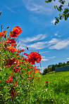 Poppies in a grain field