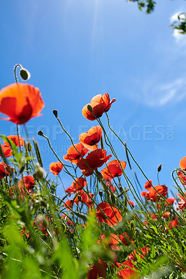 Buy stock photo Countryside, sky and flowers in garden, color and sustainability in environment and low angle. Outdoor, eco friendly and blossom of poppies in nature, space and growth of plants, scenery or Denmark