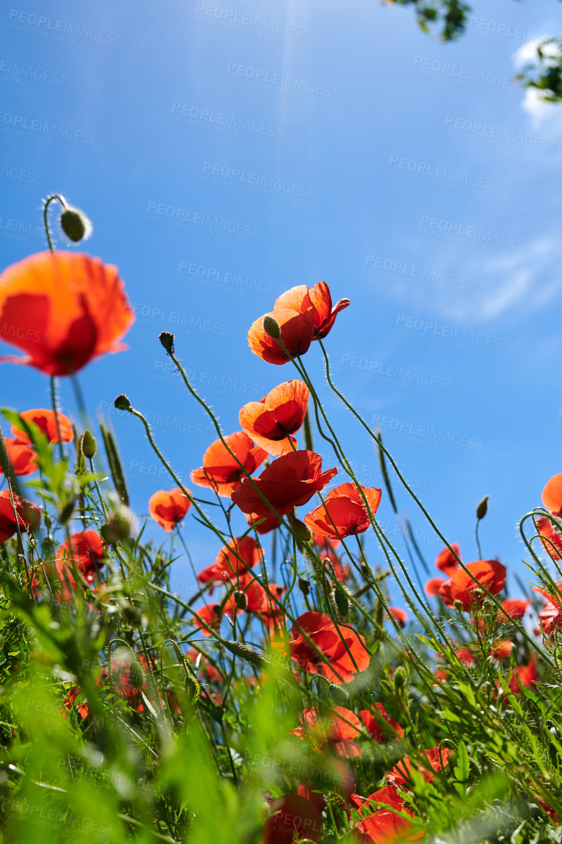 Buy stock photo A  photo of poppies in the countryside in early summer - Denmark