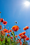 Poppies in a grain field