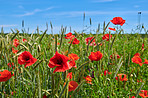 Poppies in a grain field