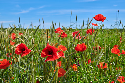 Buy stock photo Countryside, sprout and growth of flowers, scenery and sustainability in environment and nature. Outdoor, eco friendly and color of poppies in garden, location and blossom of plants in Denmark