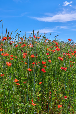 Buy stock photo A  photo of poppies in the countryside in early summer - Denmark