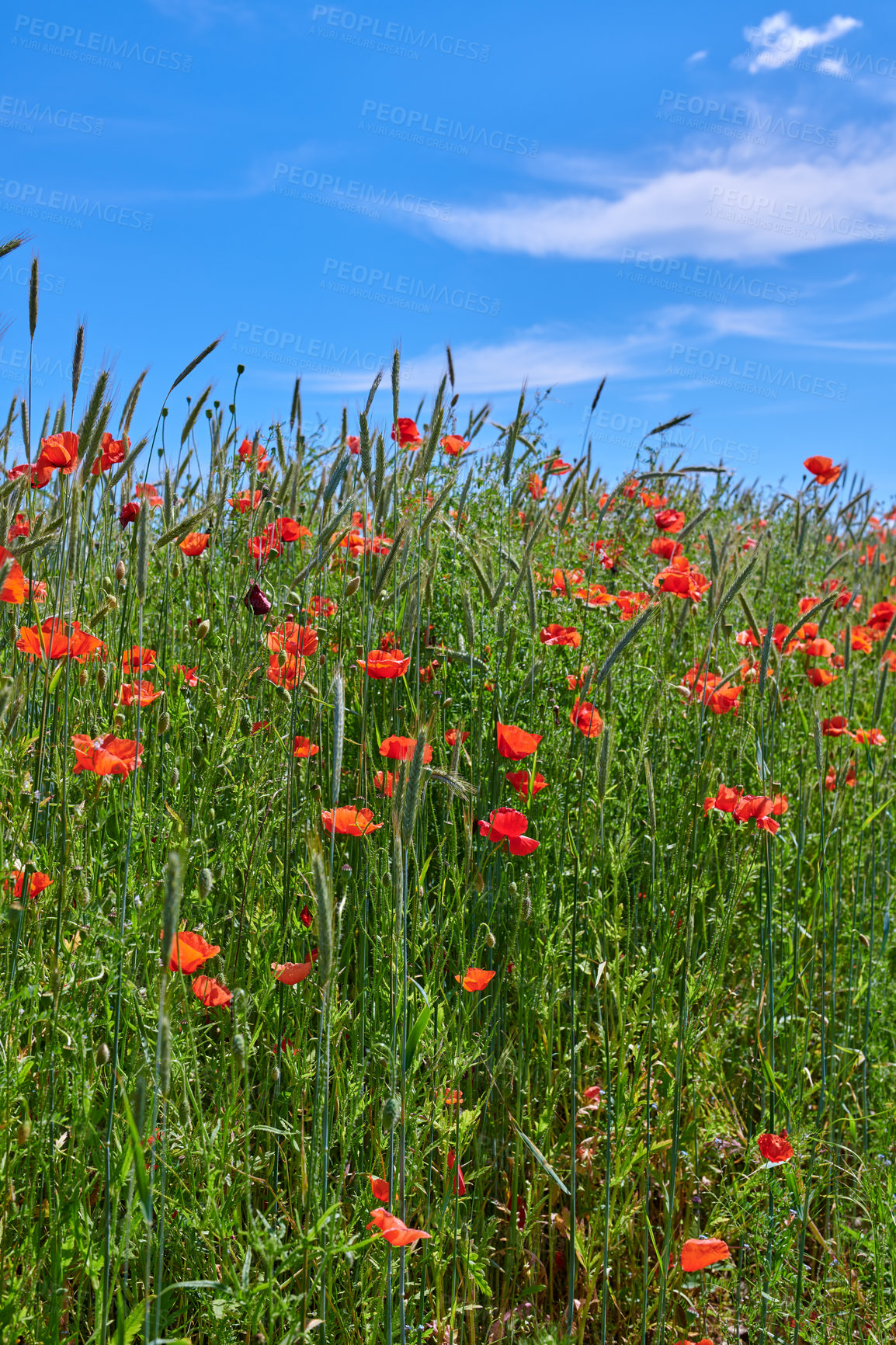 Buy stock photo A  photo of poppies in the countryside in early summer - Denmark