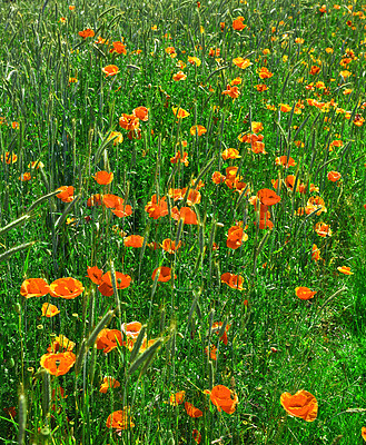 Buy stock photo A  photo of poppies in the countryside in early summer - Denmark