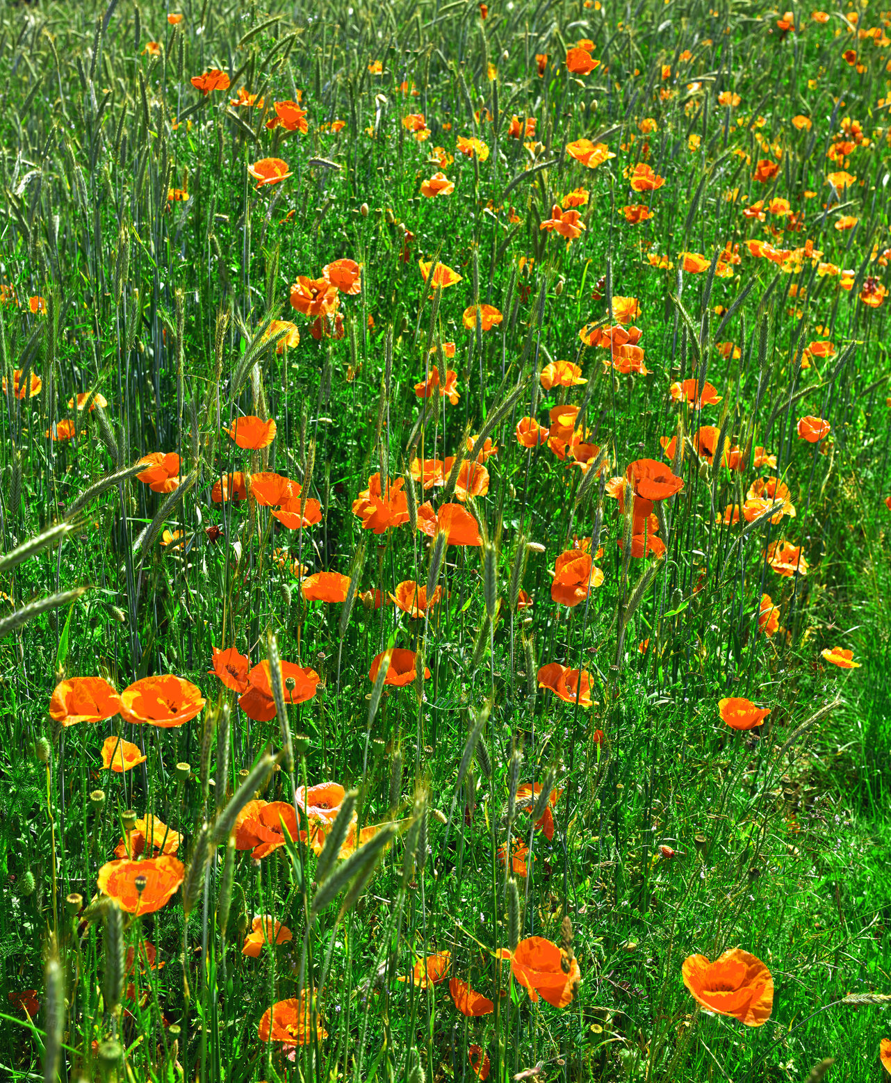 Buy stock photo Countryside, summer and color of flowers, nature and sustainability in environment and scenery. Outdoor, eco friendly and blossom of poppies in garden, location and sprout of plants in Denmark