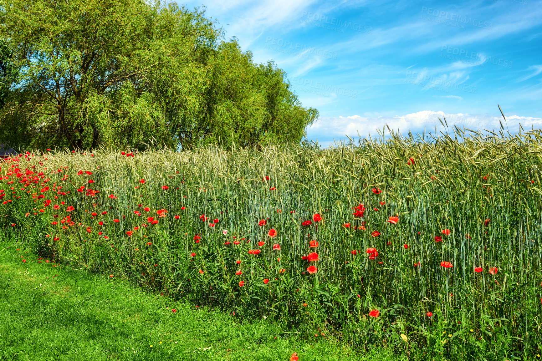 Buy stock photo A  photo of poppies in the countryside in early summer - Denmark