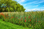 Poppies in a grain field