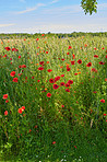 Poppies in a grain field