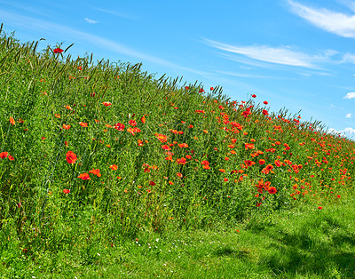 Buy stock photo A  photo of poppies in the countryside in early summer - Denmark