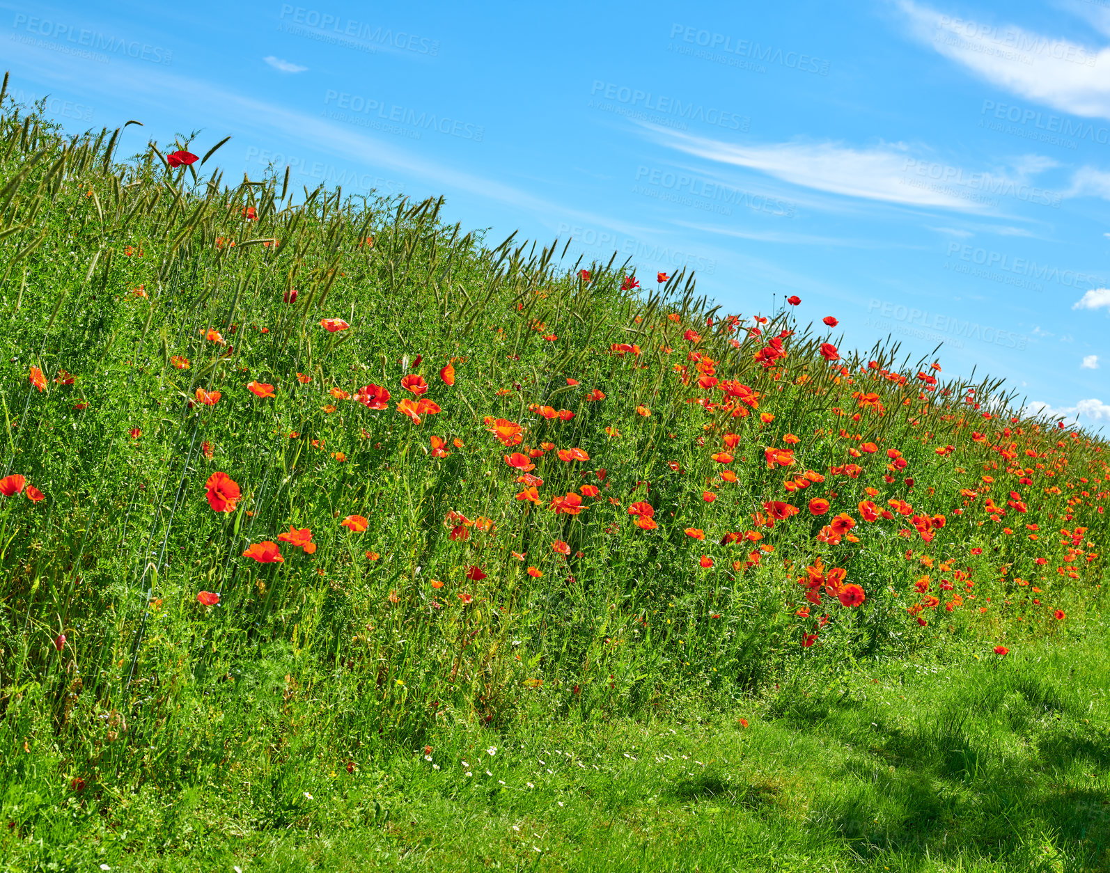 Buy stock photo A  photo of poppies in the countryside in early summer - Denmark